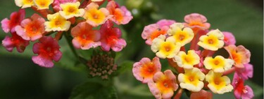 Esta es la planta con flores de distintos colores que es resistente al calor y que permite renovar el jardín a media temporada