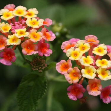 Al estilo camaleón: estas decorativas y bonitas flores se visten de diferentes colores y renuevan el jardín a media temporada 