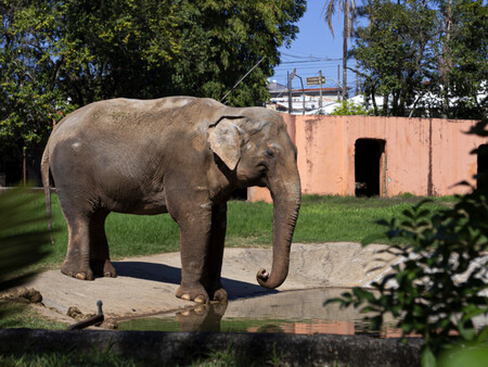 Elefante Sandro