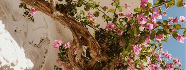 Más allá de la hiedra: estas plantas trepadoras decoran cualquier pared sin convertir nuestro balcón en una selva