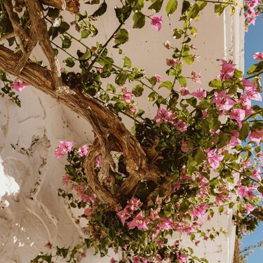 Las plantas trepadoras que decoran cualquier pared sin convertir el suelo en una esclavitud 