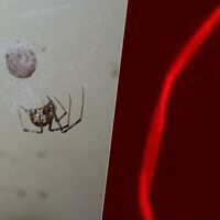 Hemos editado genéticamente una araña para que produzca una tela roja fluorescente. Y las implicaciones son prometedoras