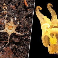 Japón llevaba cien años sin descubrir una nueva planta y ahora ha dado con una linterna de hada. Es una especie tan extraña como suena