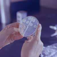 Vírus ancestrais "ajudam" bactérias a criarem resistência a antibióticos — um repasse de informação estratégico para infectar outros organismos 