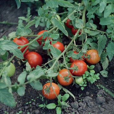 Un agricultor revela cómo cuidar las tomateras para que sean más productivas y den más tomates 