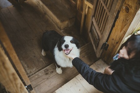 Los cinco indispensables para hogares con perros más vendidos de Amazon