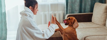 Las cuatro órdenes que todo perro tiene que saber para que nos acompañe a cualquier lugar