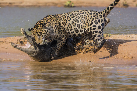 11 consejos prácticos para mejorar nuestra fotografía de fauna salvaje