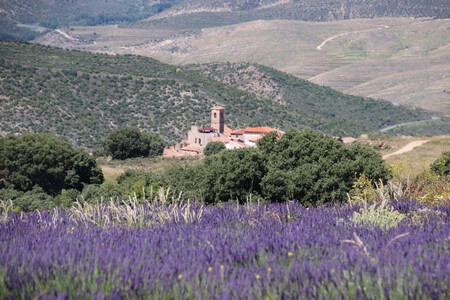 Campos Lavanda Sin Turistas Desconocidos