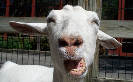 Goat Simulator recibirá su actualización en Junio