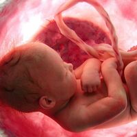 Semana 38 de embarazo: ya tiene el aspecto con el que nacerá