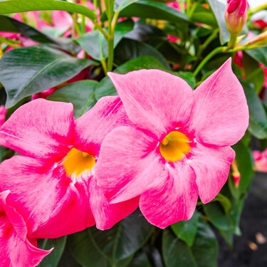 Mañana viernes llegan a Lidl tres plantas perennes con flor por menos de 3 euros: podrás dar color a la barandilla y tapar paredes feas  