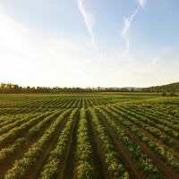 Agrotóxicos podem estar fortalecendo grande inimigo: um dos herbicidas mais utilizados estaria "alimentando" superbactérias mortais