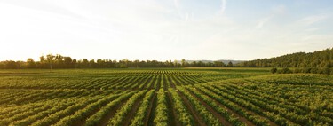 Agrotóxicos podem estar fortalecendo grande inimigo: um dos herbicidas mais utilizados estaria "alimentando" superbactérias mortais