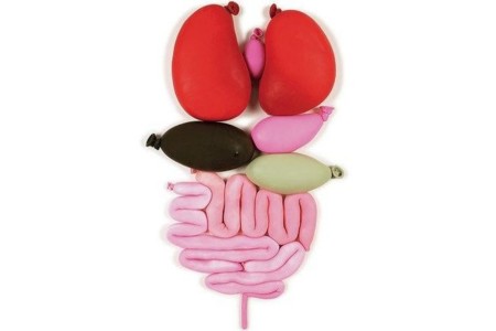 Cómo incrementar las calorías quemadas con la digestión