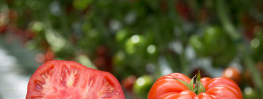 ¿Cómo, cuándo y por qué los tomates volverán a saber a tomate?