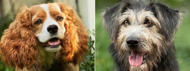 Primeras imágenes de 'La dama y el vagabundo': así son los protagonistas del remake en imagen real para Disney+