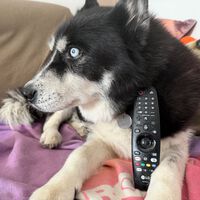 El truco del Magic Remote en tu tele LG: cómo configurar los 'Accesos Rápidos' numéricos para abrir tus apps en 1 segundo 