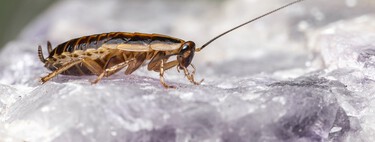 Adiós a las cucarachas en casa: tres plantas bonitas y resistentes perfectas para mantenerlas  alejadas 