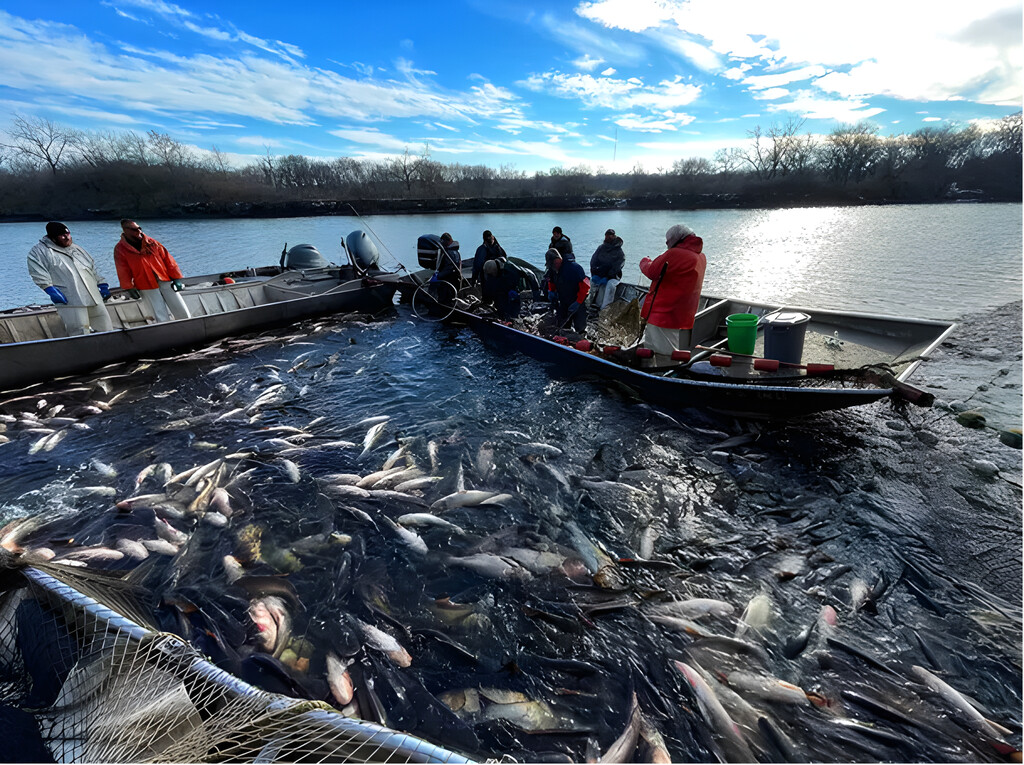 Asia conquistó al planeta con algo inesperado: carpas invasoras que amenazan ríos  y lagos