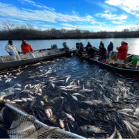 Las carpas asiáticas invaden los ríos de casi todo el mundo y no sabemos cómo detenerlas