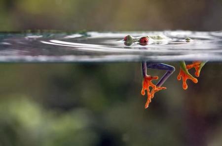 Imágenes impactantes entre los finalistas de la XI edición del concurso fotográfico del Instituto Smithsonian