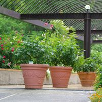 La lluvia de otoño parece una bendición, pero puede ser letal para las macetas: así puedes evitar que se ahoguen