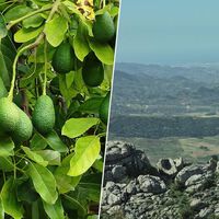 La "fiebre del oro verde" se está comiendo la costa de Málaga y Granada: pozos, sequía y la cara oculta del aguacate