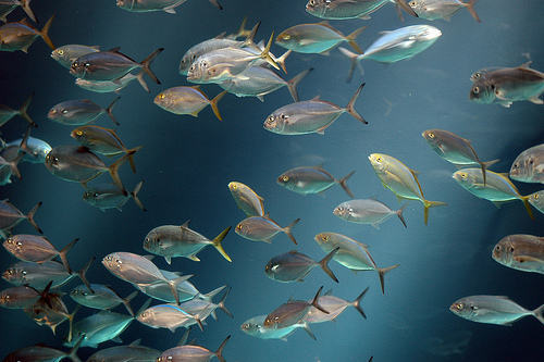 peces