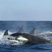 Tourists Turn Mexican Coastal Town Into Chaos to Swim With Killer Whales 