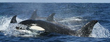 Tourists Turn Mexican Coastal Town Into Chaos to Swim With Killer Whales 