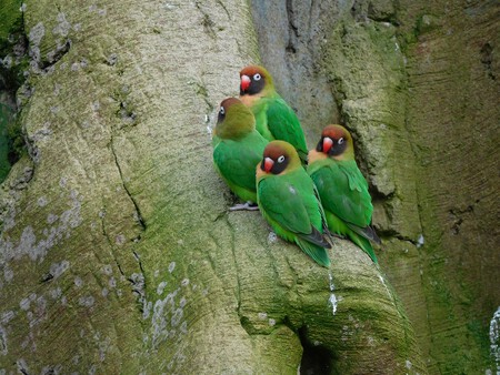 Grupo de agapornis en libertad