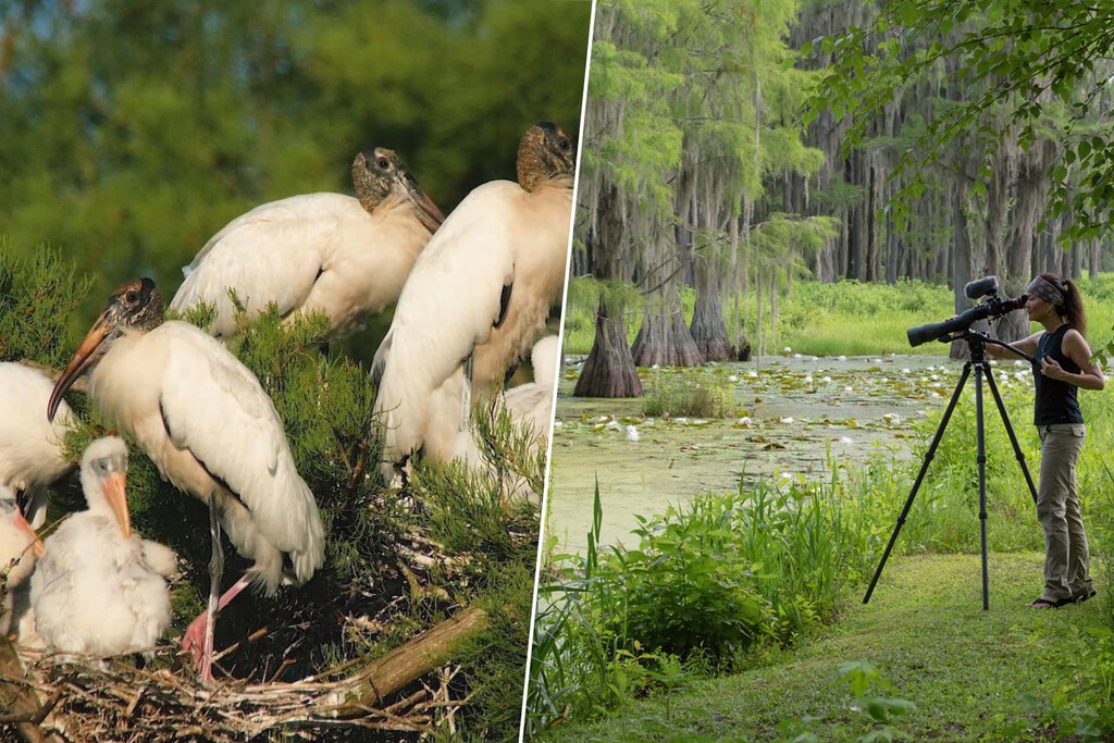 En 2007, una pareja de Florida compró un pantano inmenso para evitar la urbanización. La naturaleza les ha devuelto el favor con creces