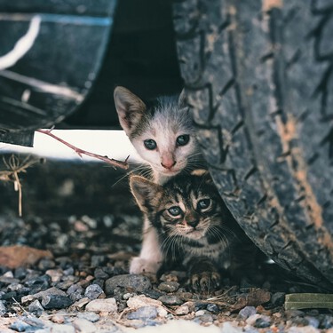 Gijón le paga la factura del veterinario a sus 2.500 gatos callejeros 