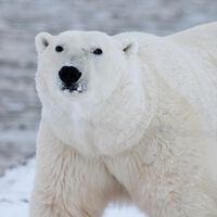 Confirmado: hemos desencadenado la sexta extinción masiva de la historia y la humanidad es la culpable  