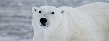 Confirmado: hemos desencadenado la sexta extinción masiva de la historia y la humanidad es la culpable 