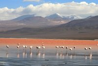 La Laguna Colorada de Uyuni (Bolivia)