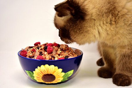 Alimentos Prohibidos Gatos