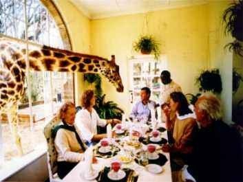 Desayuno con jirafas en Giraffe Manor