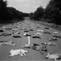 ¿Qué hacen todos estos perros muertos en el circuito de Magny-Cours?