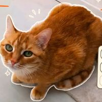 Este juego gratis copia la fórmula de Pokémon GO, pero con gatos: ponte a capturar a todos los michis de tu colonia 