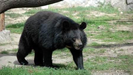 Si tu conexión a Internet va lenta, échale la culpa a los osos