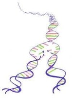 Pruebas genéticas para prevenir enfermedades hereditarias gratis