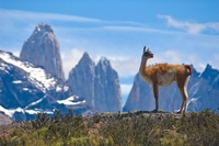 Se reabre al público el Parque Nacional Torres del Paine en Chile