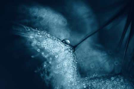 Las diminutas gotas de agua en las preciosistas macrofotografías de Ivelina Blagoeva