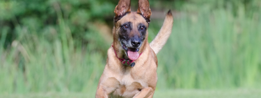 Cientistas acabam de publicar classificação das raças de cães mais inteligentes: seu companheiro está na lista?