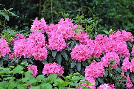 Oleander 2468657 1280