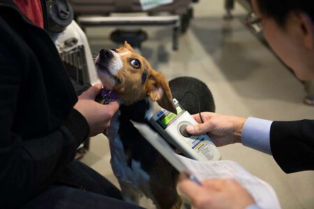 Un perro pasando el control en un aeropuerto