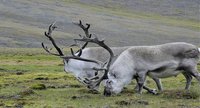 Svalbard: El lugar más al norte del mundo habitado