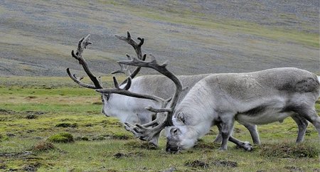 Svalbard: El lugar más al norte del mundo habitado